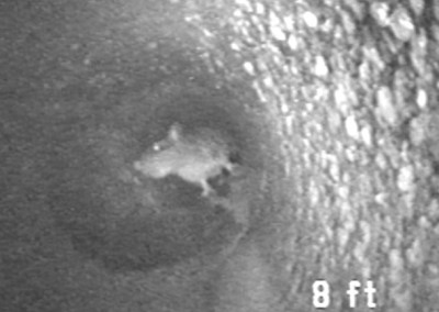 Video Inspeccin de caeras y tuberas - DeyDe